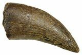 Fossil Tyrannosaur (Nanotyrannus) Tooth - Wyoming #379749-1